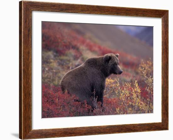 Female Grizzly Bear in Alpine Tundra, Denali National Park, Alaska, USA-Hugh Rose-Framed Photographic Print