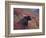 Female Grizzly Bear in Alpine Tundra, Denali National Park, Alaska, USA-Hugh Rose-Framed Photographic Print