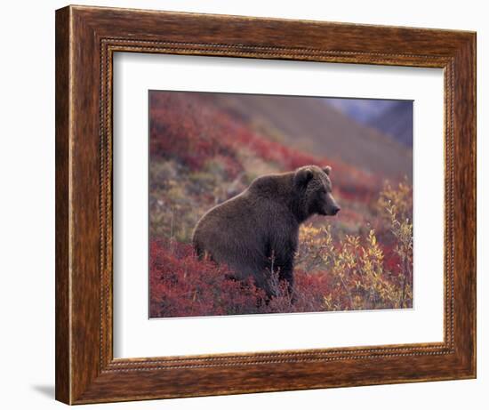 Female Grizzly Bear in Alpine Tundra, Denali National Park, Alaska, USA-Hugh Rose-Framed Photographic Print