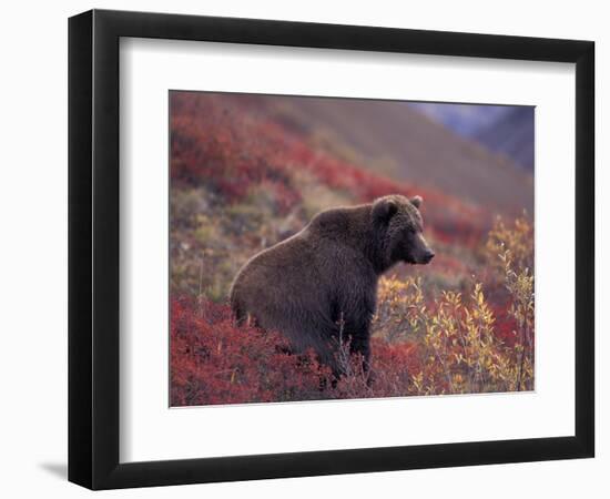 Female Grizzly Bear in Alpine Tundra, Denali National Park, Alaska, USA-Hugh Rose-Framed Photographic Print