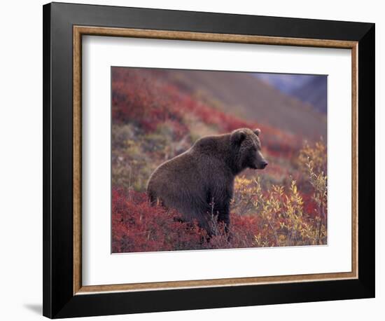 Female Grizzly Bear in Alpine Tundra, Denali National Park, Alaska, USA-Hugh Rose-Framed Photographic Print