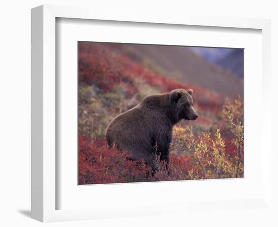 Female Grizzly Bear in Alpine Tundra, Denali National Park, Alaska, USA-Hugh Rose-Framed Photographic Print