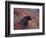 Female Grizzly Bear in Alpine Tundra, Denali National Park, Alaska, USA-Hugh Rose-Framed Photographic Print