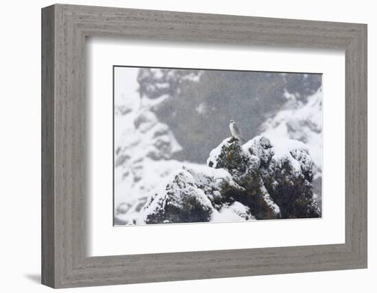 Female Gyrfalcon (Falco Rusticolus) in Snow, Myvatn, Thingeyjarsyslur, Iceland, April 2009-Bergmann-Framed Photographic Print