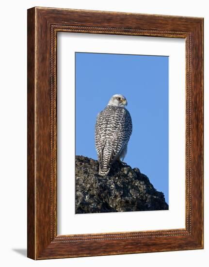 Female Gyrfalcon (Falco Rusticolus) on Rock, Myvatn, Thingeyjarsyslur, Iceland, April 2009-Bergmann-Framed Photographic Print