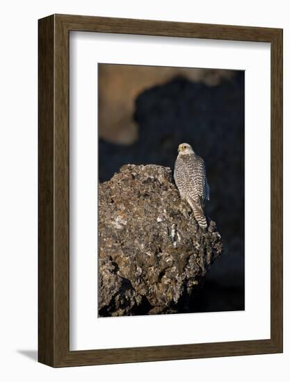 Female Gyrfalcon (Falco Rusticolus) Perched on Rock, Myvatn, Thingeyjarsyslur, Iceland, June 2009-Bergmann-Framed Photographic Print