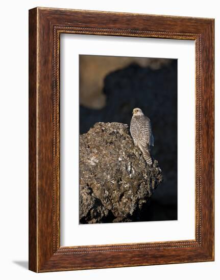 Female Gyrfalcon (Falco Rusticolus) Perched on Rock, Myvatn, Thingeyjarsyslur, Iceland, June 2009-Bergmann-Framed Photographic Print