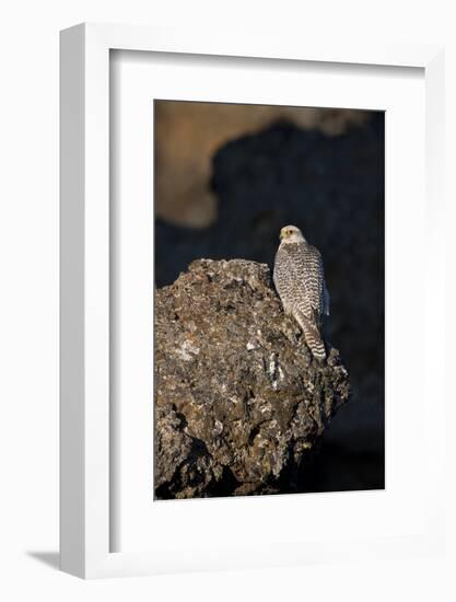 Female Gyrfalcon (Falco Rusticolus) Perched on Rock, Myvatn, Thingeyjarsyslur, Iceland, June 2009-Bergmann-Framed Photographic Print