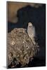 Female Gyrfalcon (Falco Rusticolus) Perched on Rock, Myvatn, Thingeyjarsyslur, Iceland, June 2009-Bergmann-Mounted Photographic Print