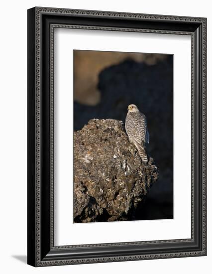 Female Gyrfalcon (Falco Rusticolus) Perched on Rock, Myvatn, Thingeyjarsyslur, Iceland, June 2009-Bergmann-Framed Photographic Print