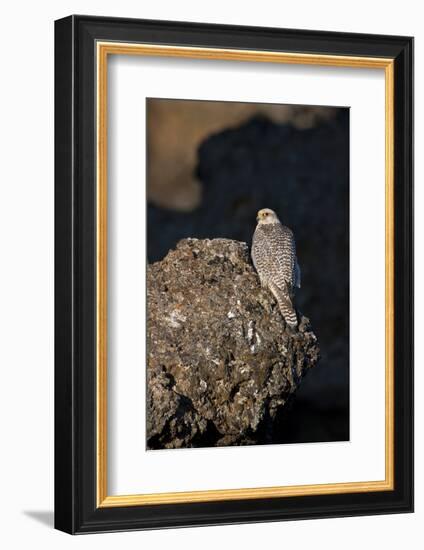 Female Gyrfalcon (Falco Rusticolus) Perched on Rock, Myvatn, Thingeyjarsyslur, Iceland, June 2009-Bergmann-Framed Photographic Print