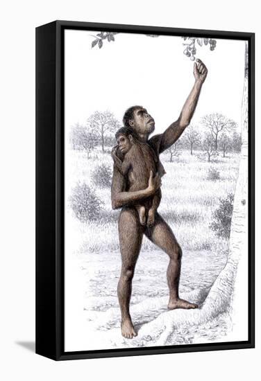 Female Homo Habilis-Mauricio Anton-Framed Premier Image Canvas