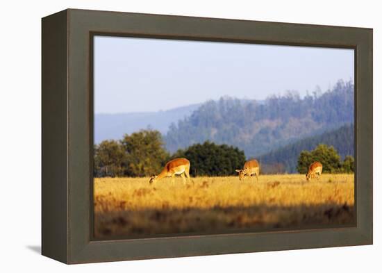 Female impala (Aepyceros melampus), Mlilwane Wildlife Sanctuary, Swaziland, Africa-Christian Kober-Framed Premier Image Canvas