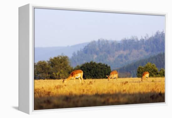 Female impala (Aepyceros melampus), Mlilwane Wildlife Sanctuary, Swaziland, Africa-Christian Kober-Framed Premier Image Canvas