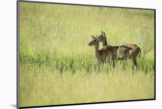 Female Impala (Aepyceros Melampus), South Luangwa National Park, Zambia, Africa-Janette Hill-Mounted Photographic Print