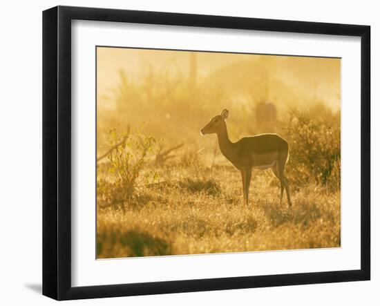 Female impala , Mapungubwe Nat'l Park, UNESCO World Heritage Site, Limpopo, South Africa, Africa-Christian Kober-Framed Photographic Print