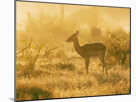 Female impala , Mapungubwe Nat'l Park, UNESCO World Heritage Site, Limpopo, South Africa, Africa-Christian Kober-Mounted Photographic Print