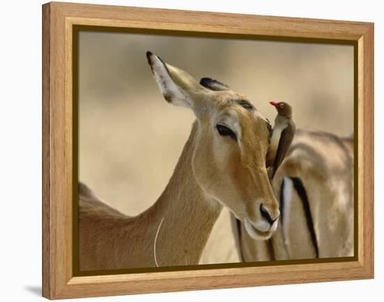 Female Impala with Red-billed Oxpecker, Samburu Game Reserve, Kenya-Adam Jones-Framed Premier Image Canvas