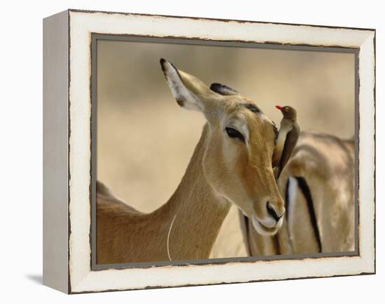 Female Impala with Red-billed Oxpecker, Samburu Game Reserve, Kenya-Adam Jones-Framed Premier Image Canvas