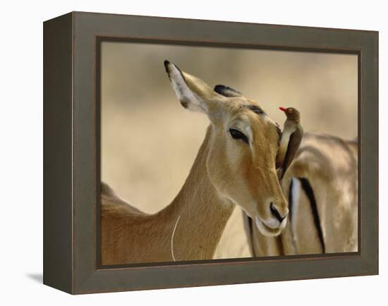 Female Impala with Red-billed Oxpecker, Samburu Game Reserve, Kenya-Adam Jones-Framed Premier Image Canvas