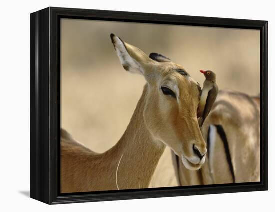 Female Impala with Red-billed Oxpecker, Samburu Game Reserve, Kenya-Adam Jones-Framed Premier Image Canvas