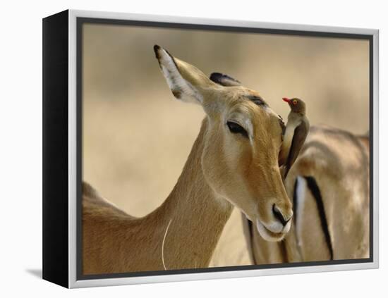 Female Impala with Red-billed Oxpecker, Samburu Game Reserve, Kenya-Adam Jones-Framed Premier Image Canvas