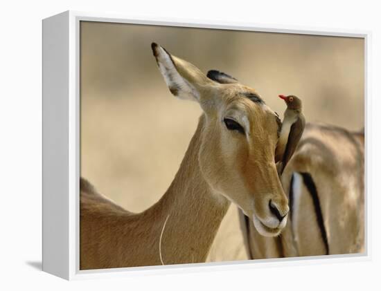 Female Impala with Red-billed Oxpecker, Samburu Game Reserve, Kenya-Adam Jones-Framed Premier Image Canvas