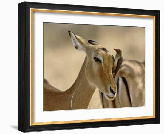 Female Impala with Red-billed Oxpecker, Samburu Game Reserve, Kenya-Adam Jones-Framed Photographic Print