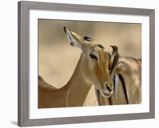 Female Impala with Red-billed Oxpecker, Samburu Game Reserve, Kenya-Adam Jones-Framed Photographic Print