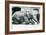 Female Indian Elephant 'Suffa Culli'-Frederick William Bond-Framed Photographic Print