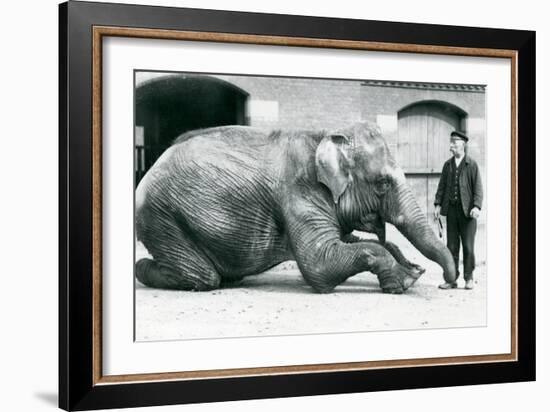 Female Indian Elephant 'Suffa Culli'-Frederick William Bond-Framed Photographic Print