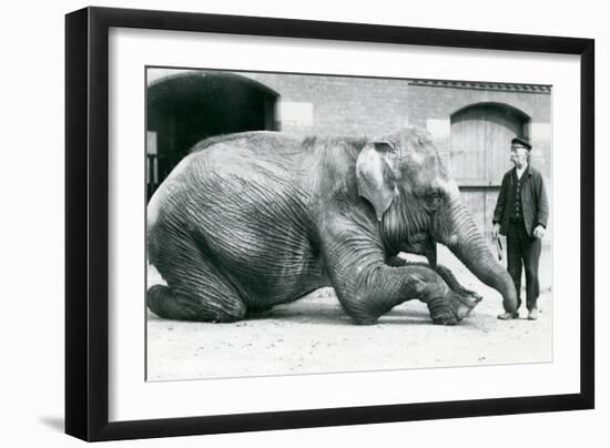 Female Indian Elephant 'Suffa Culli'-Frederick William Bond-Framed Photographic Print