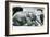 Female Indian Elephant 'Suffa Culli'-Frederick William Bond-Framed Photographic Print