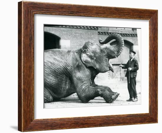 Female Indian Elephant 'Suffa Culli'-Frederick William Bond-Framed Photographic Print