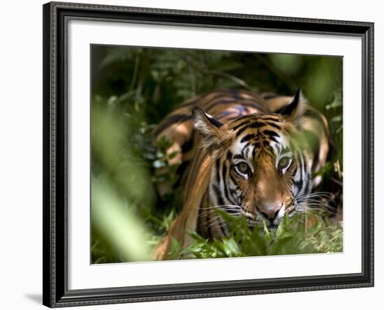 Female Indian Tiger at Samba Deer Kill, Bandhavgarh National Park, India-Thorsten Milse-Framed Photographic Print