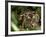 Female Indian Tiger at Samba Deer Kill, Bandhavgarh National Park, India-Thorsten Milse-Framed Photographic Print