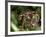 Female Indian Tiger at Samba Deer Kill, Bandhavgarh National Park, India-Thorsten Milse-Framed Photographic Print