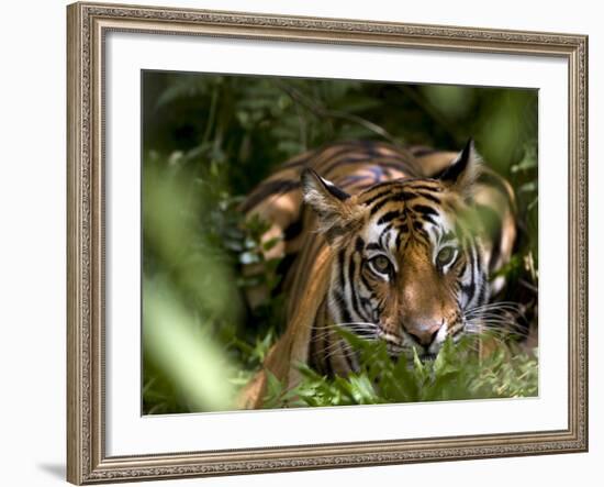 Female Indian Tiger at Samba Deer Kill, Bandhavgarh National Park, India-Thorsten Milse-Framed Photographic Print