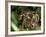 Female Indian Tiger at Samba Deer Kill, Bandhavgarh National Park, India-Thorsten Milse-Framed Photographic Print