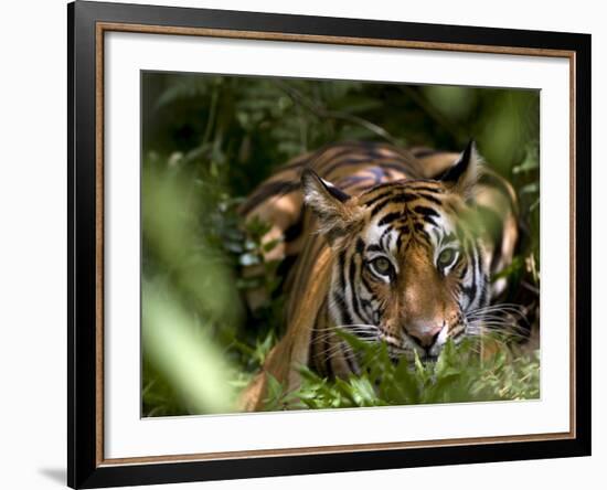 Female Indian Tiger at Samba Deer Kill, Bandhavgarh National Park, India-Thorsten Milse-Framed Photographic Print