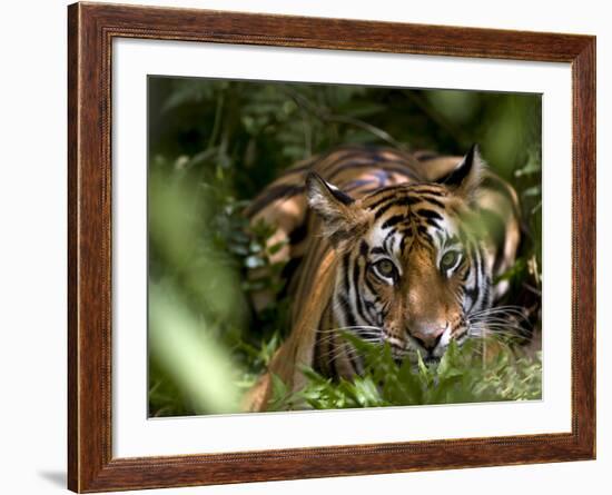 Female Indian Tiger at Samba Deer Kill, Bandhavgarh National Park, India-Thorsten Milse-Framed Photographic Print