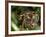 Female Indian Tiger at Samba Deer Kill, Bandhavgarh National Park, India-Thorsten Milse-Framed Photographic Print