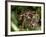 Female Indian Tiger at Samba Deer Kill, Bandhavgarh National Park, India-Thorsten Milse-Framed Photographic Print