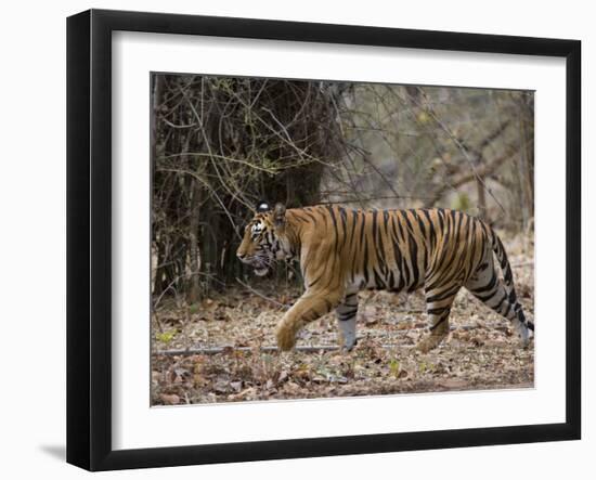 Female Indian Tiger, Bandhavgarh National Park, Madhya Pradesh State, India-Thorsten Milse-Framed Photographic Print