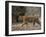 Female Indian Tiger, Bandhavgarh National Park, Madhya Pradesh State, India-Thorsten Milse-Framed Photographic Print