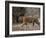 Female Indian Tiger, Bandhavgarh National Park, Madhya Pradesh State, India-Thorsten Milse-Framed Photographic Print