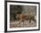 Female Indian Tiger, Bandhavgarh National Park, Madhya Pradesh State, India-Thorsten Milse-Framed Photographic Print