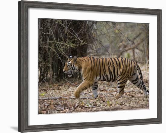 Female Indian Tiger, Bandhavgarh National Park, Madhya Pradesh State, India-Thorsten Milse-Framed Photographic Print