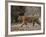 Female Indian Tiger, Bandhavgarh National Park, Madhya Pradesh State, India-Thorsten Milse-Framed Photographic Print