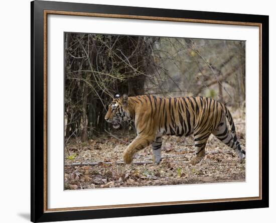 Female Indian Tiger, Bandhavgarh National Park, Madhya Pradesh State, India-Thorsten Milse-Framed Photographic Print